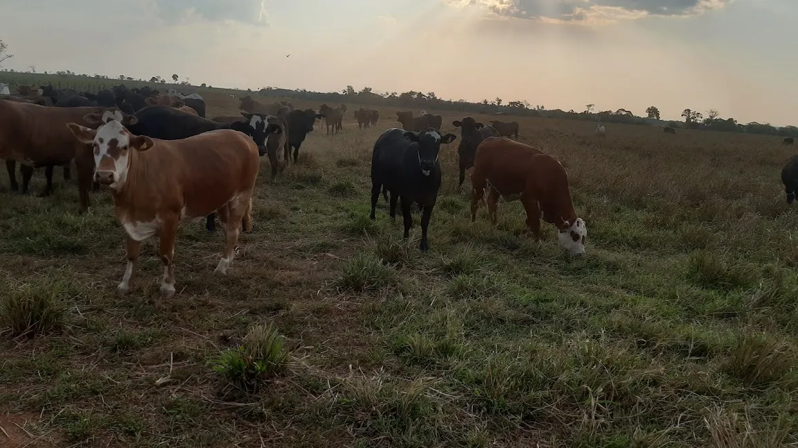 Controle de Parasitas em Rebanhos de Corte