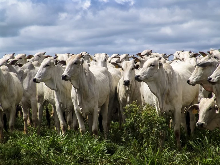 redução do estresse animal