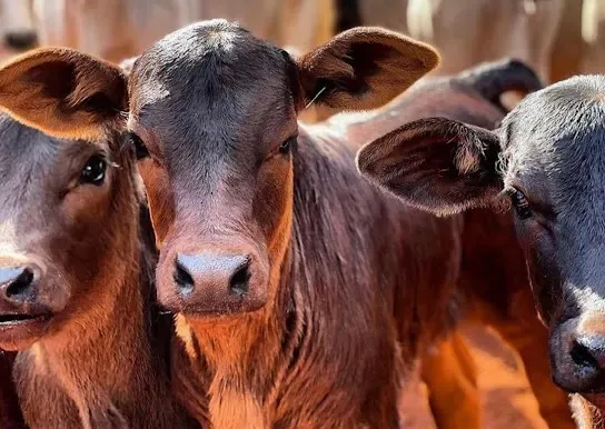 Manejo de Bezerros: Cuidados Essenciais para Garantir a Saúde do Rebanho