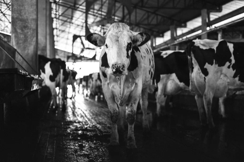 Alimentação de Vacas no Período Seco: Cuidados e Estratégias