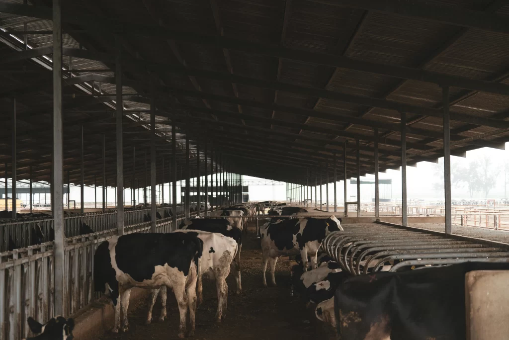 Impactos da Temperatura e Umidade no Comportamento do Gado Leiteiro