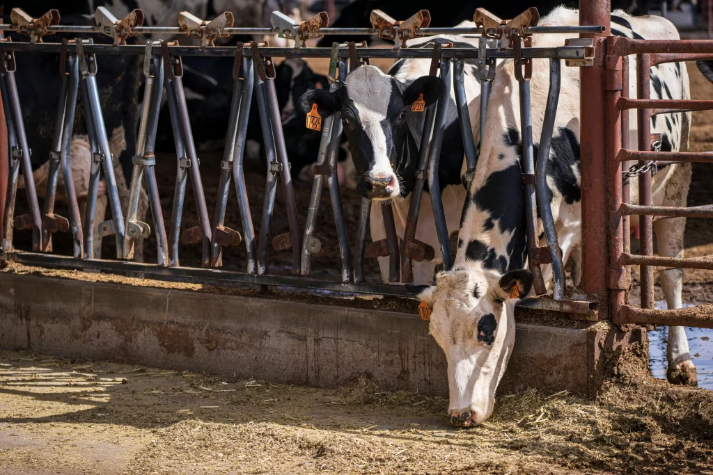 Manejo de Vacas de Alta Produção: Como Evitar Estresse Metabólico