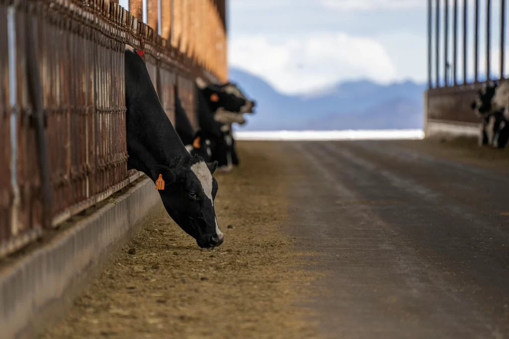 Manejo de Vacas Leiteiras: Práticas Essenciais para Alta Produção

