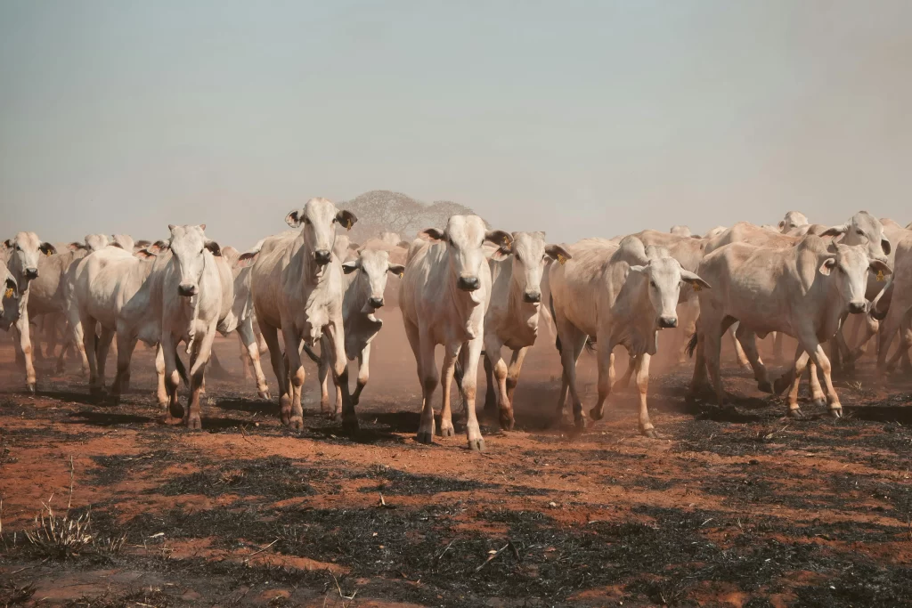 Bem-Estar Animal na Pecuária de Corte